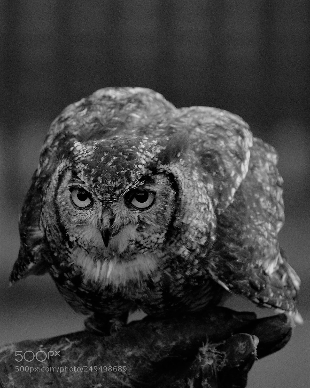 Nikon D5300 sample photo. You lookin at me? photography
