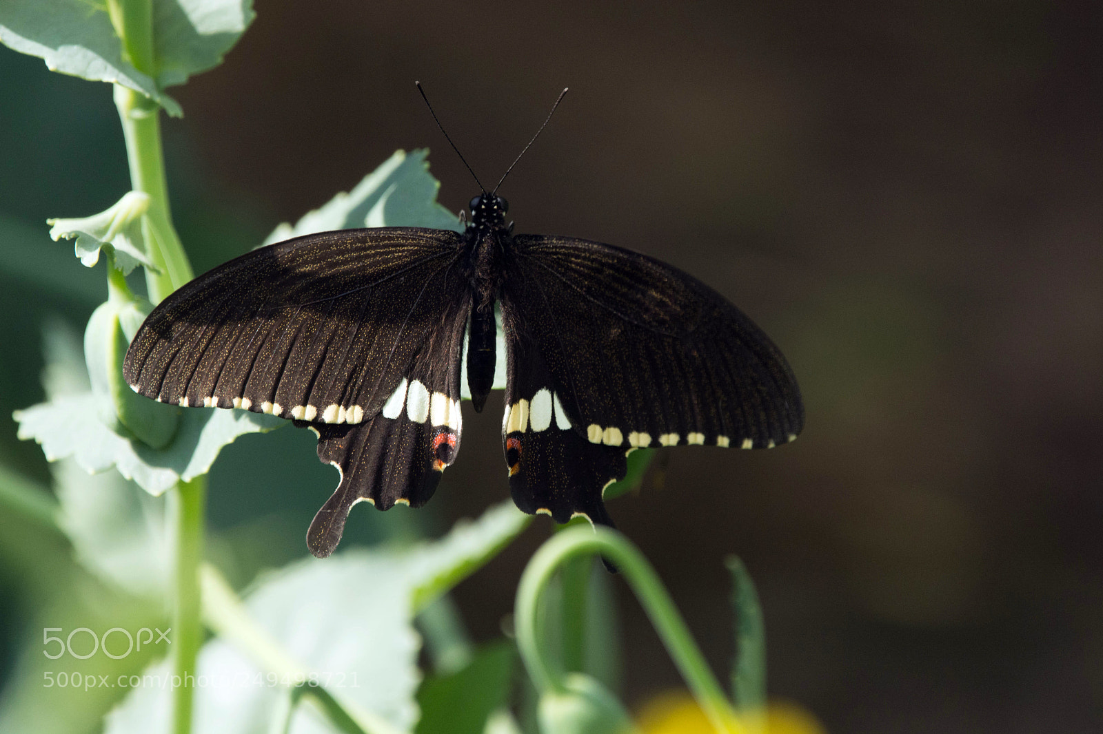 Nikon D7100 sample photo. Black swallow tail butterfly photography
