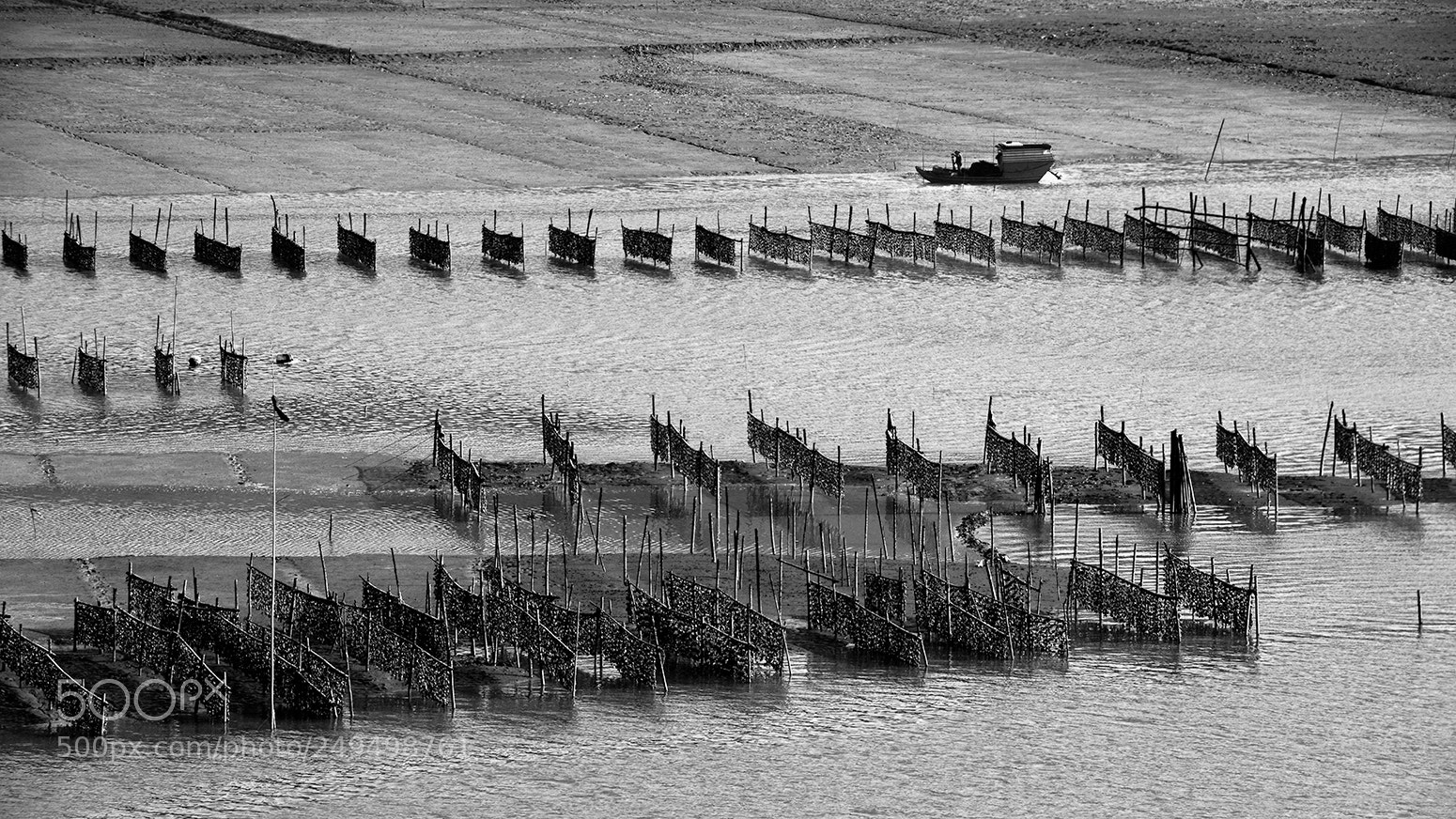 Nikon D800E sample photo. 退潮滩涂显海带 photography
