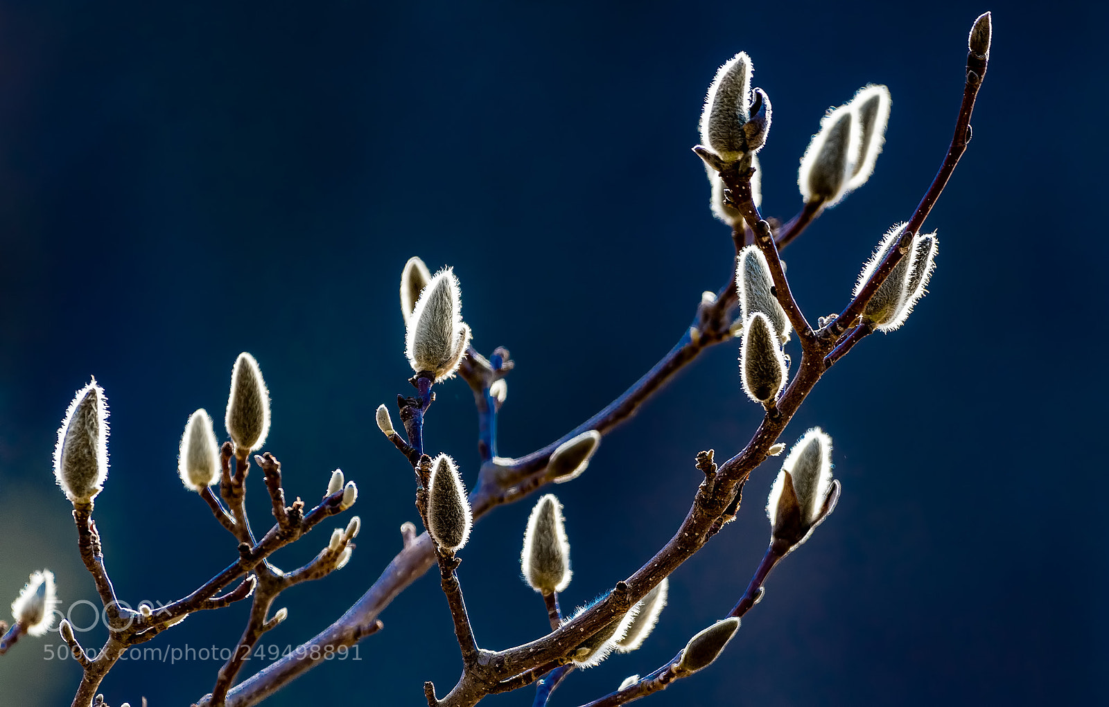 Nikon D500 sample photo. Spring bud photography