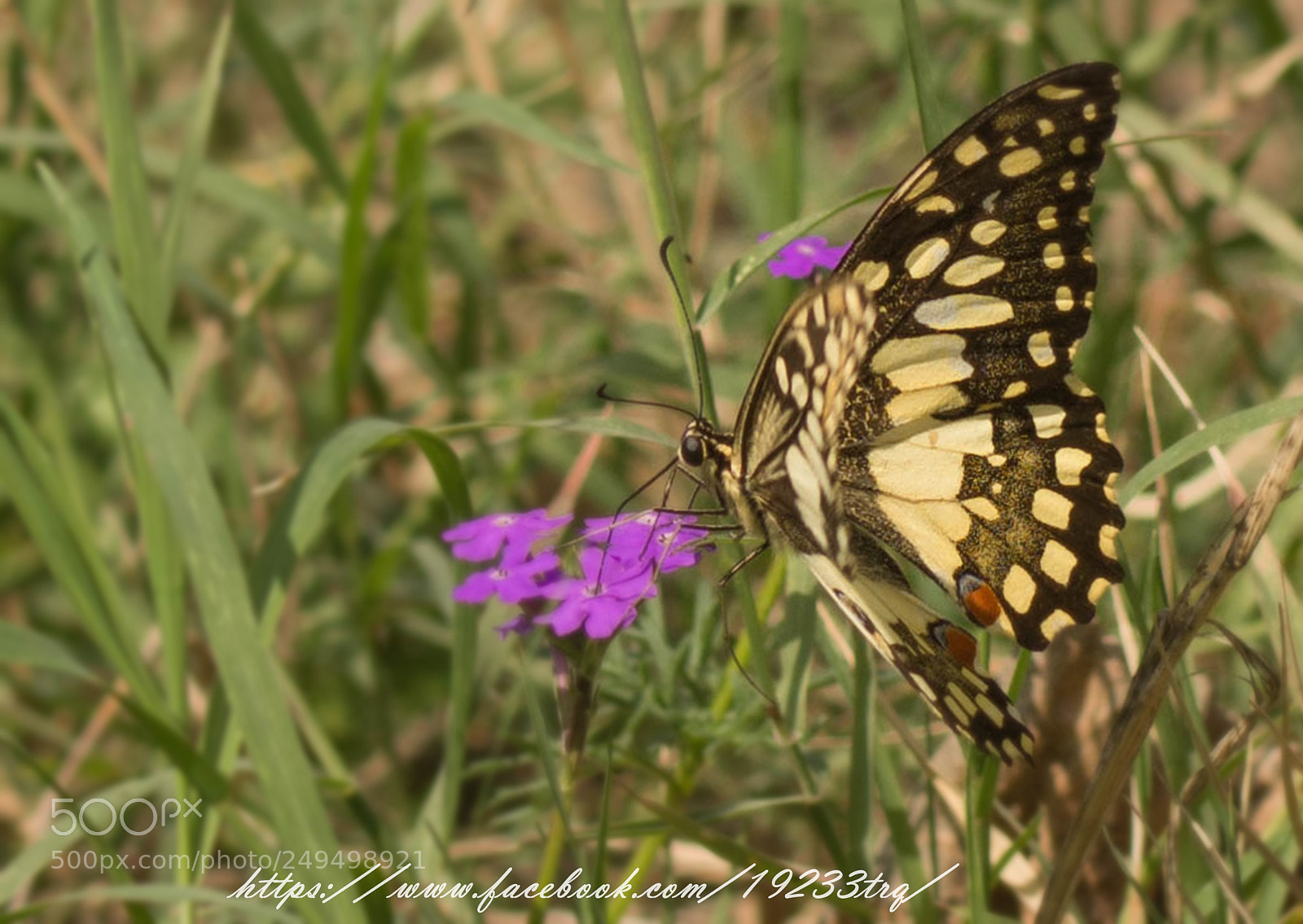 Nikon D7100 sample photo. Common lime photography