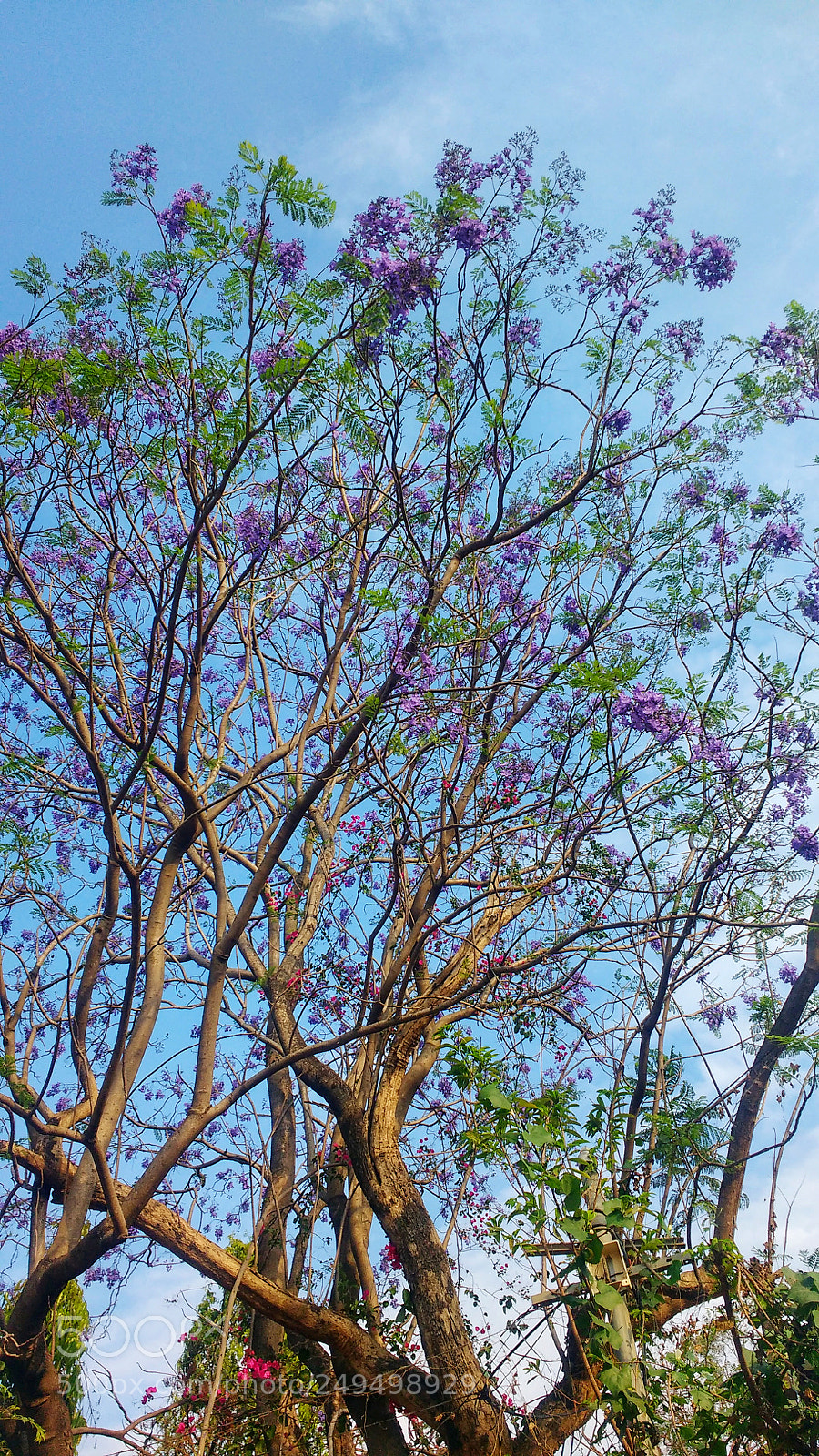 Motorola MotoG3 sample photo. Purple flower and sky photography