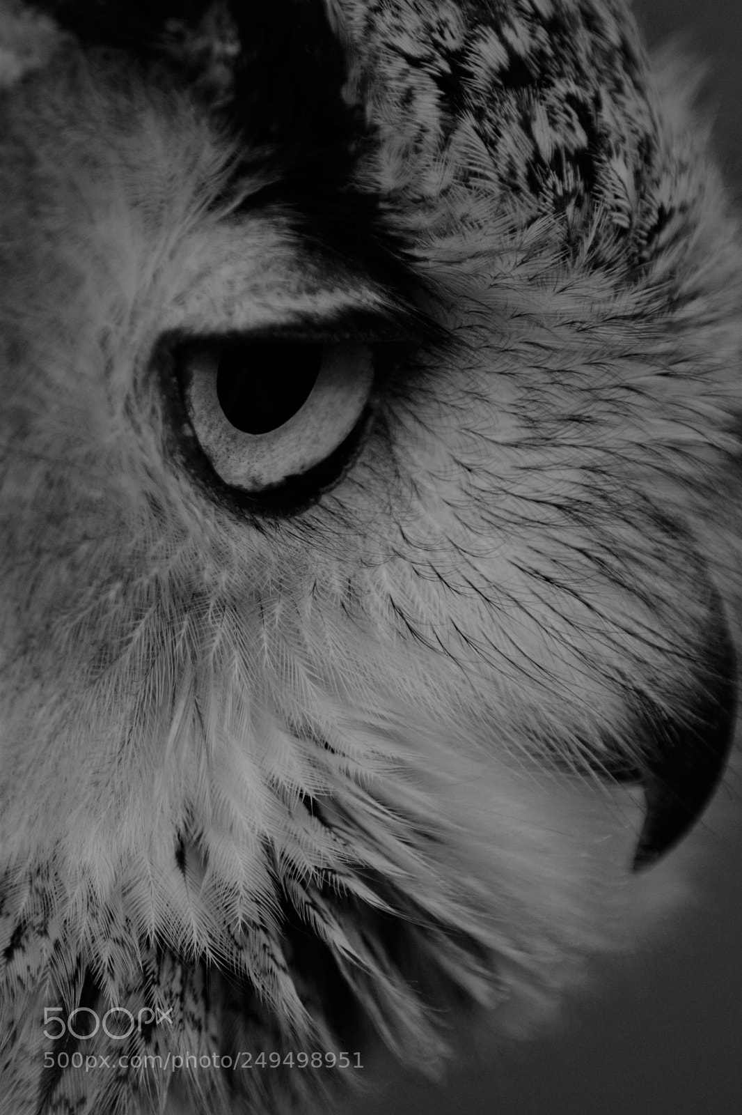 Nikon D5300 sample photo. The eyes have it! photography