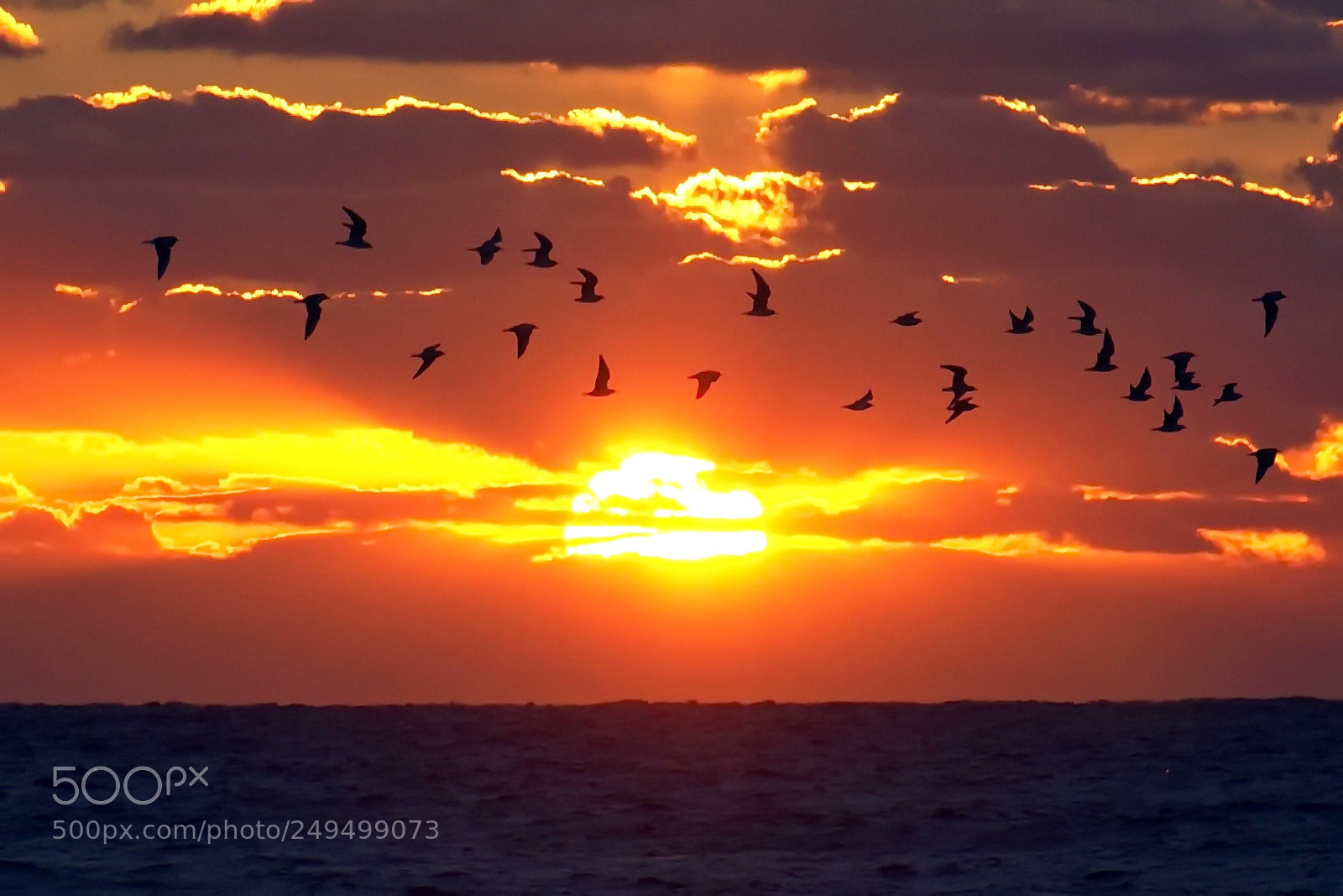 Nikon D7200 sample photo. Flying north photography
