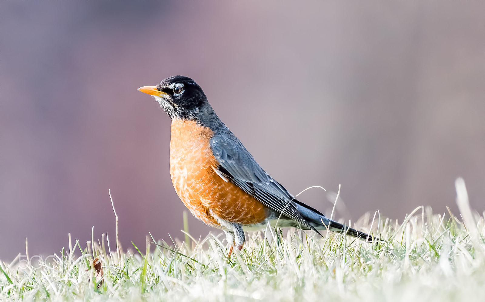 Nikon D500 sample photo. Robin in the hunt photography