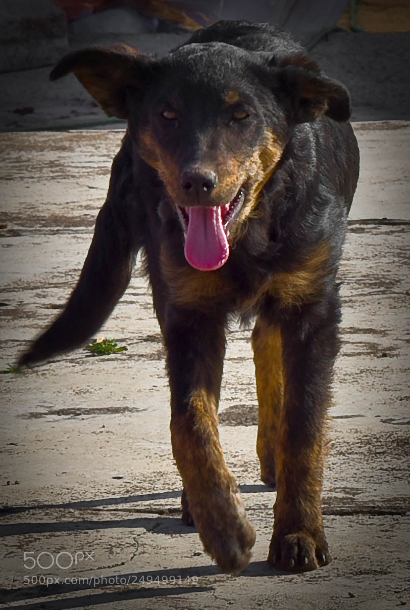 Nikon D5500 sample photo. Barb andando photography