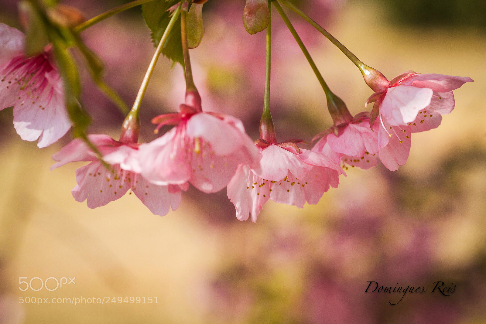 Canon EOS 7D sample photo. Sakura #3 photography