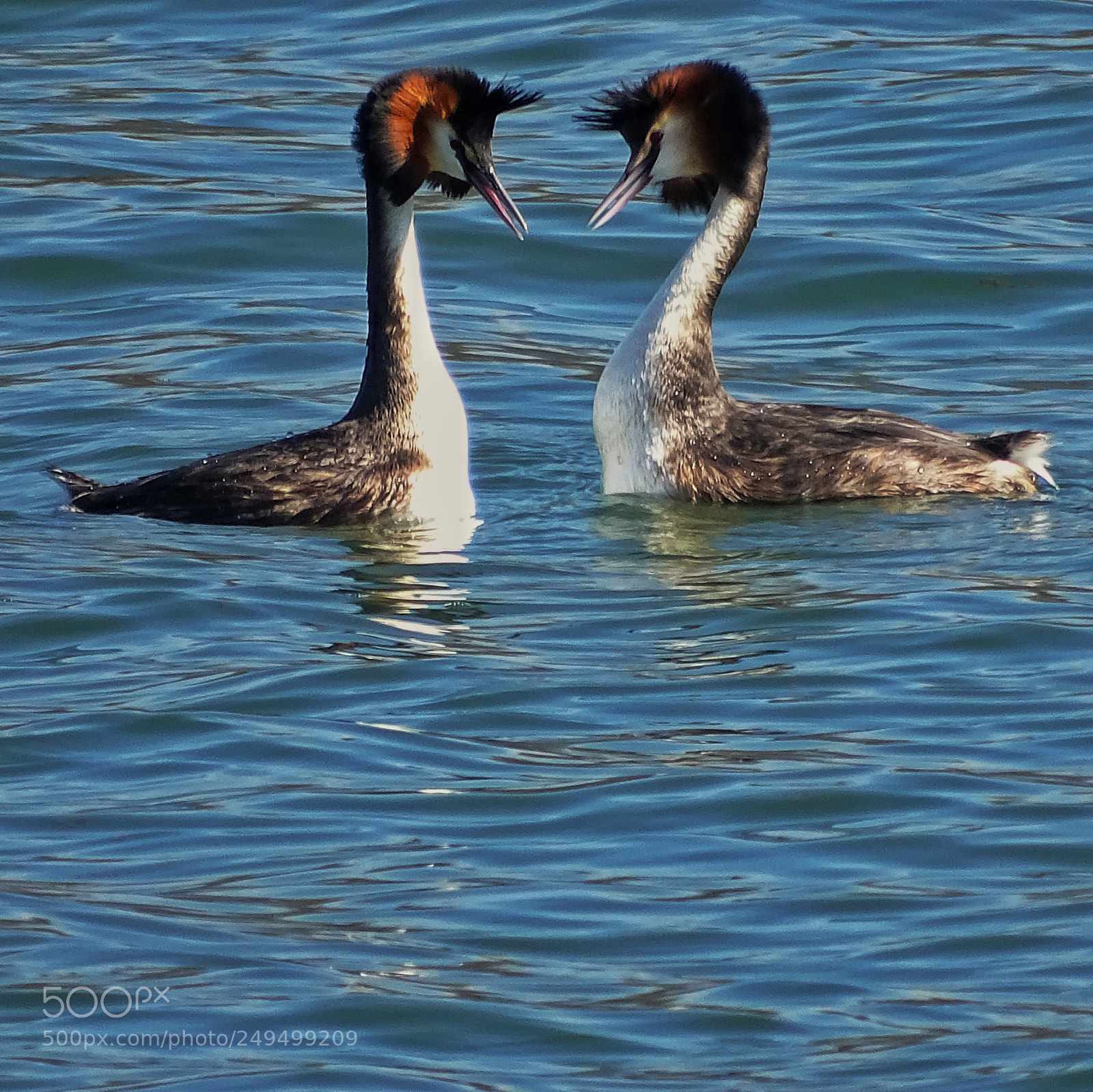 Sony Cyber-shot DSC-HX400V sample photo. Birds photography