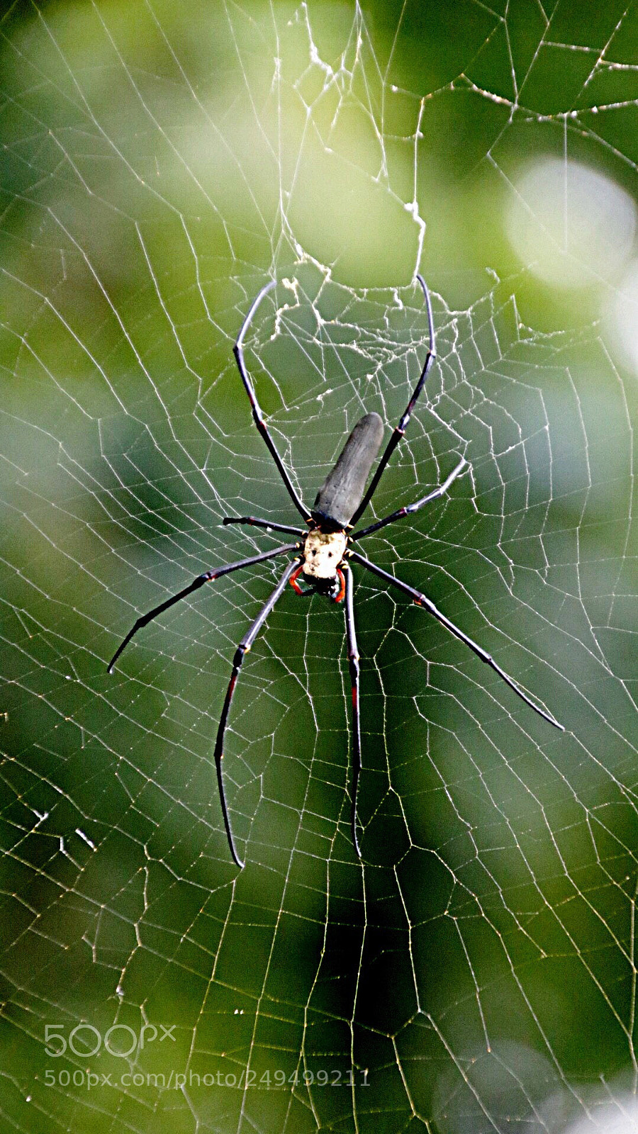 Canon EOS 750D (EOS Rebel T6i / EOS Kiss X8i) sample photo. Spiderman! photography