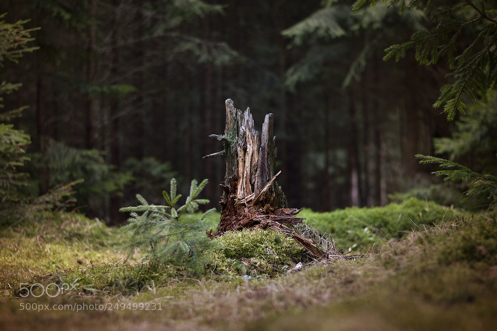 Nikon D3300 sample photo. Tree trunk photography