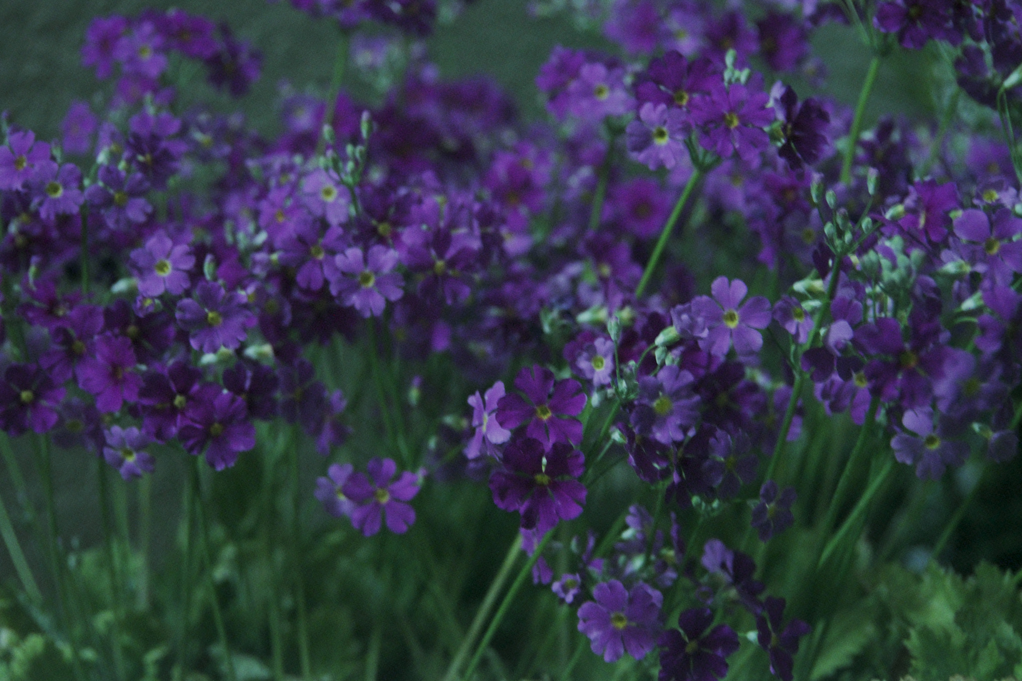 Pentax K-70 sample photo. Potted flower photography