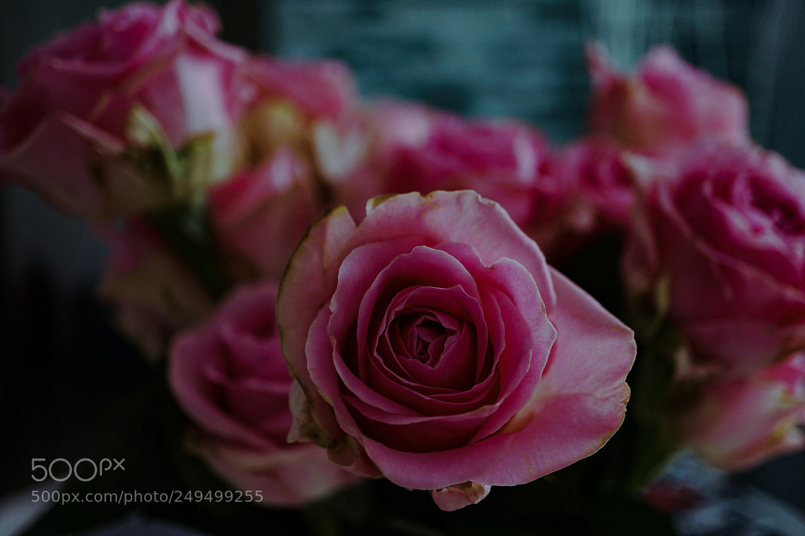 Sony a7 II sample photo. Rose...live photography