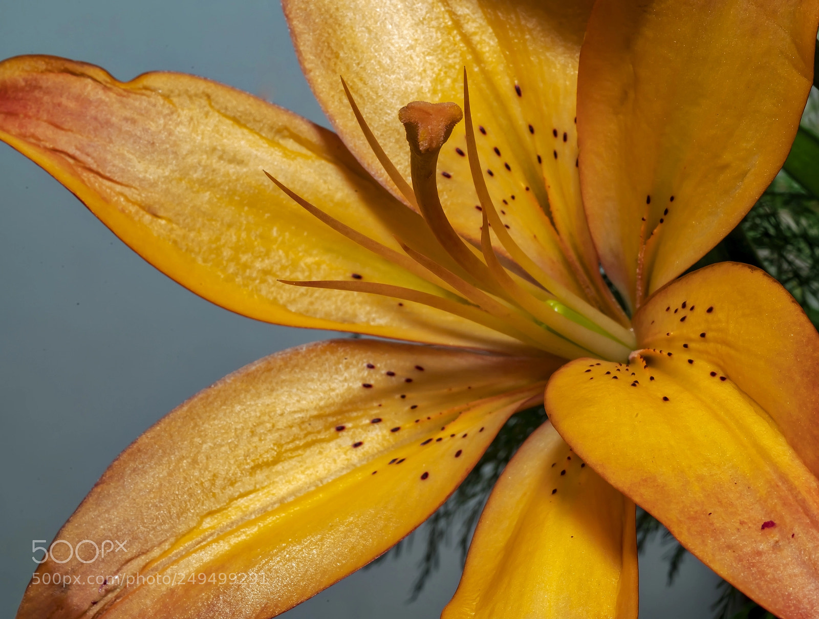 Sony a7R II sample photo. The lily chimes in photography