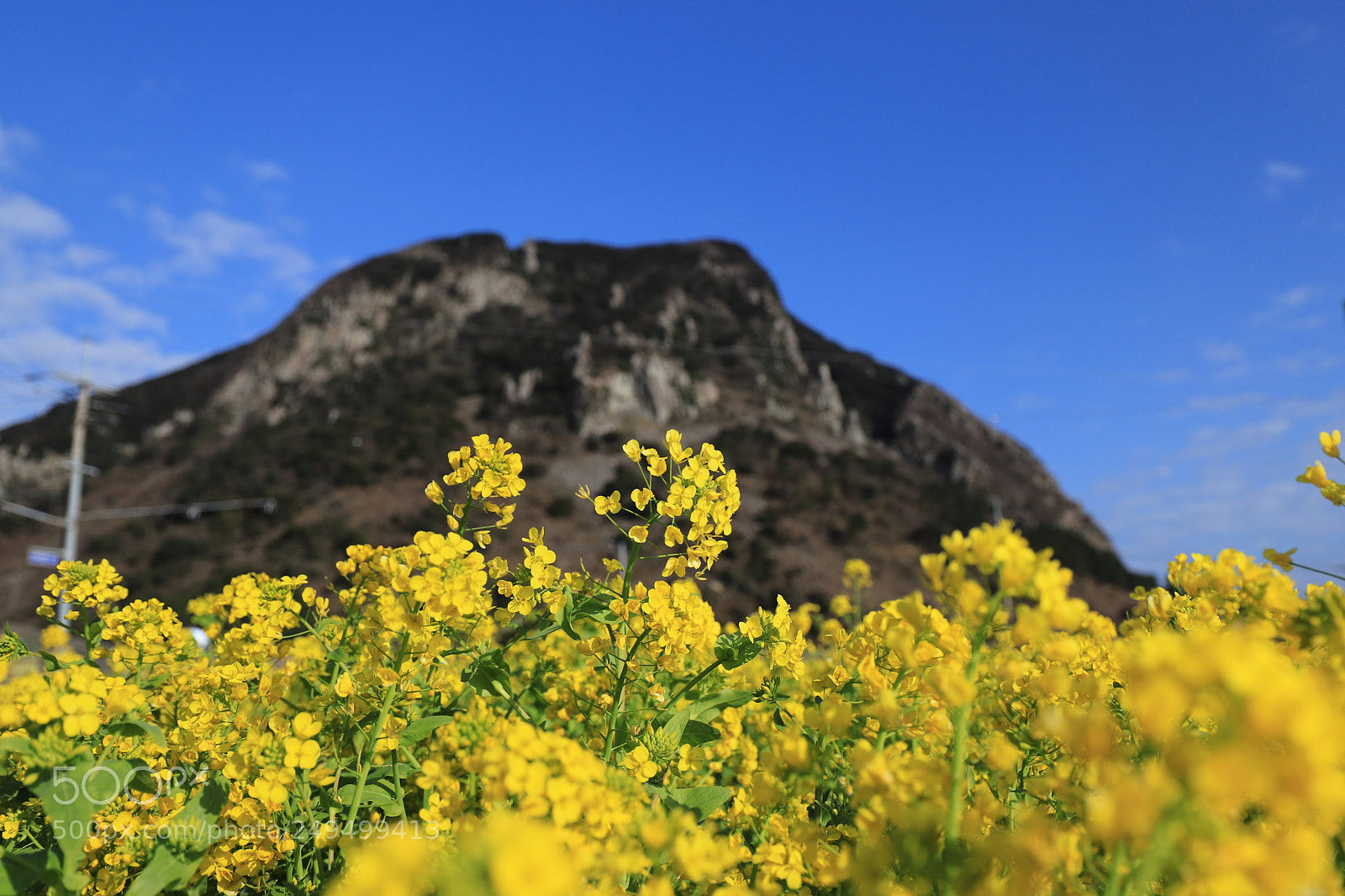 Canon EOS 6D Mark II sample photo. Blossoms photography