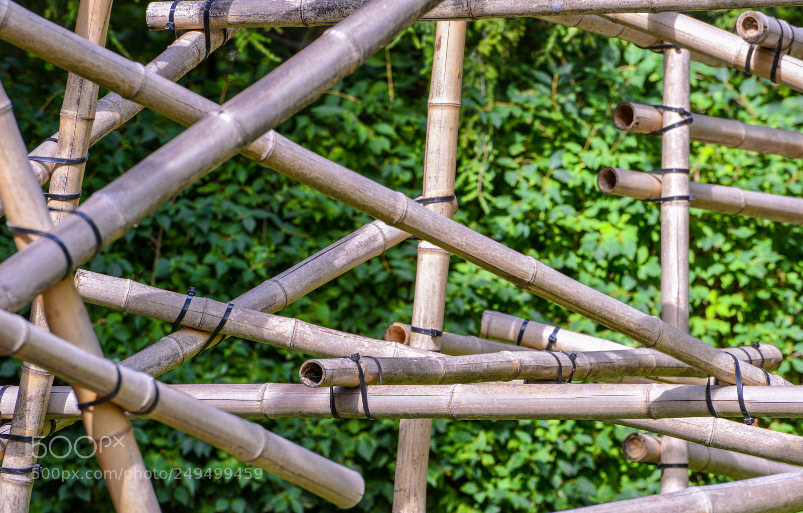 Nikon D600 sample photo. Bamboo photography