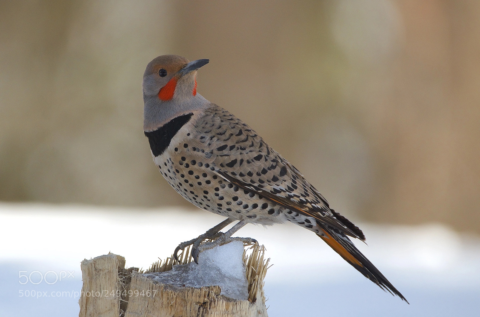 Nikon D7000 sample photo. Northern flicker photography