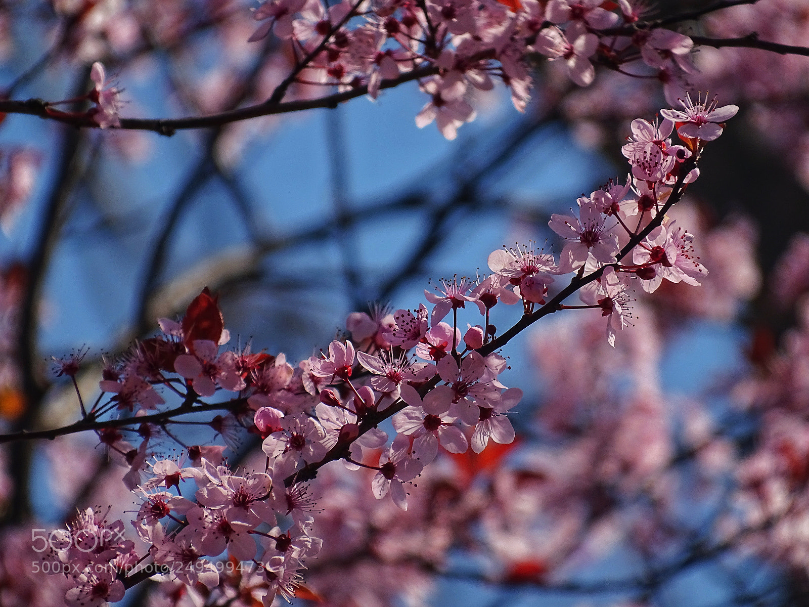 Sony Cyber-shot DSC-HX400V sample photo. Flowers photography