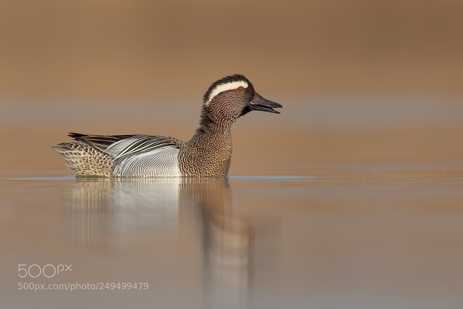 Canon EOS 5D Mark IV sample photo. Garganey mirror - marzaiola photography