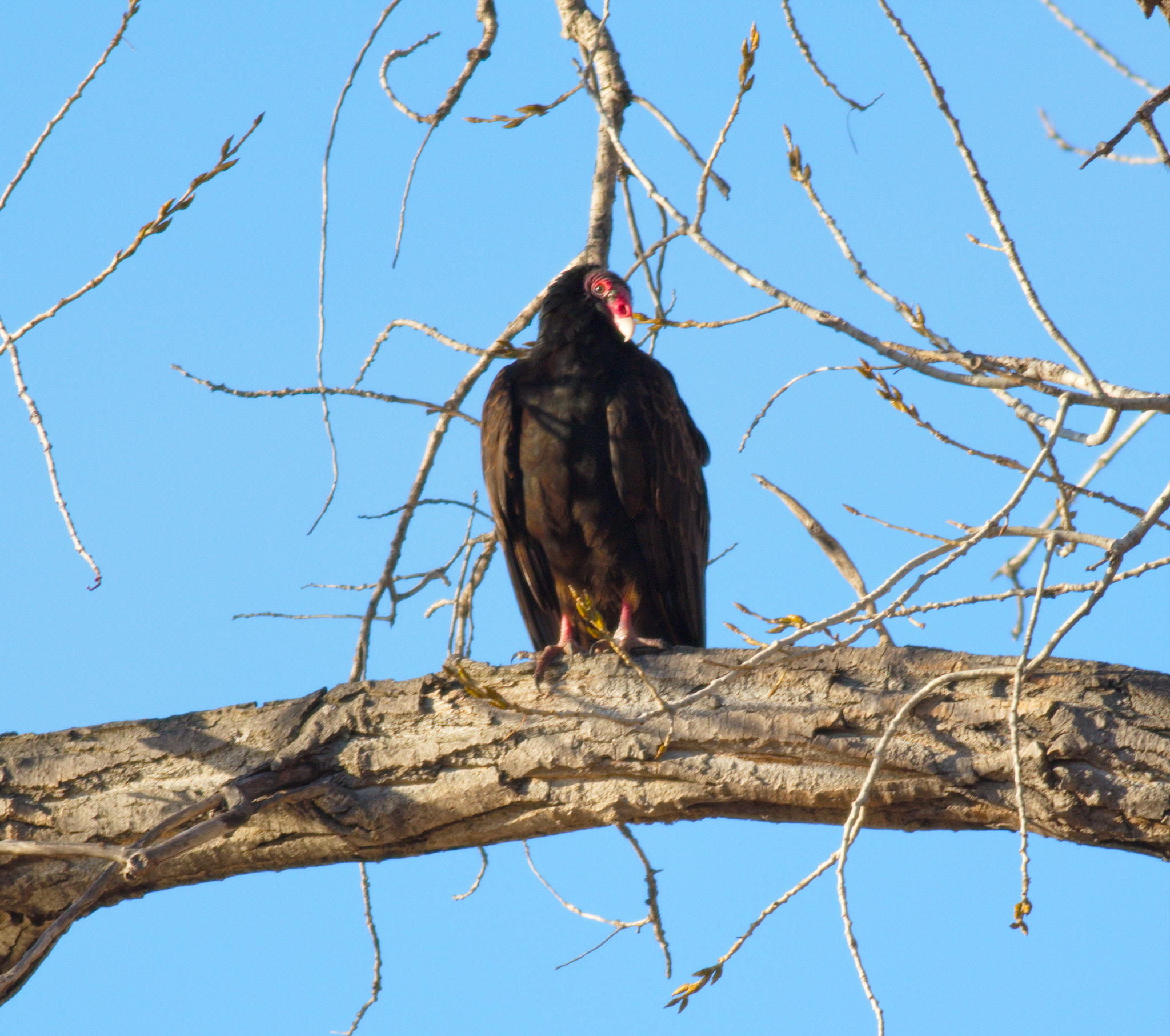 Canon EOS 7D Mark II + Canon EF 400mm F5.6L USM sample photo. Turkey vulture photography