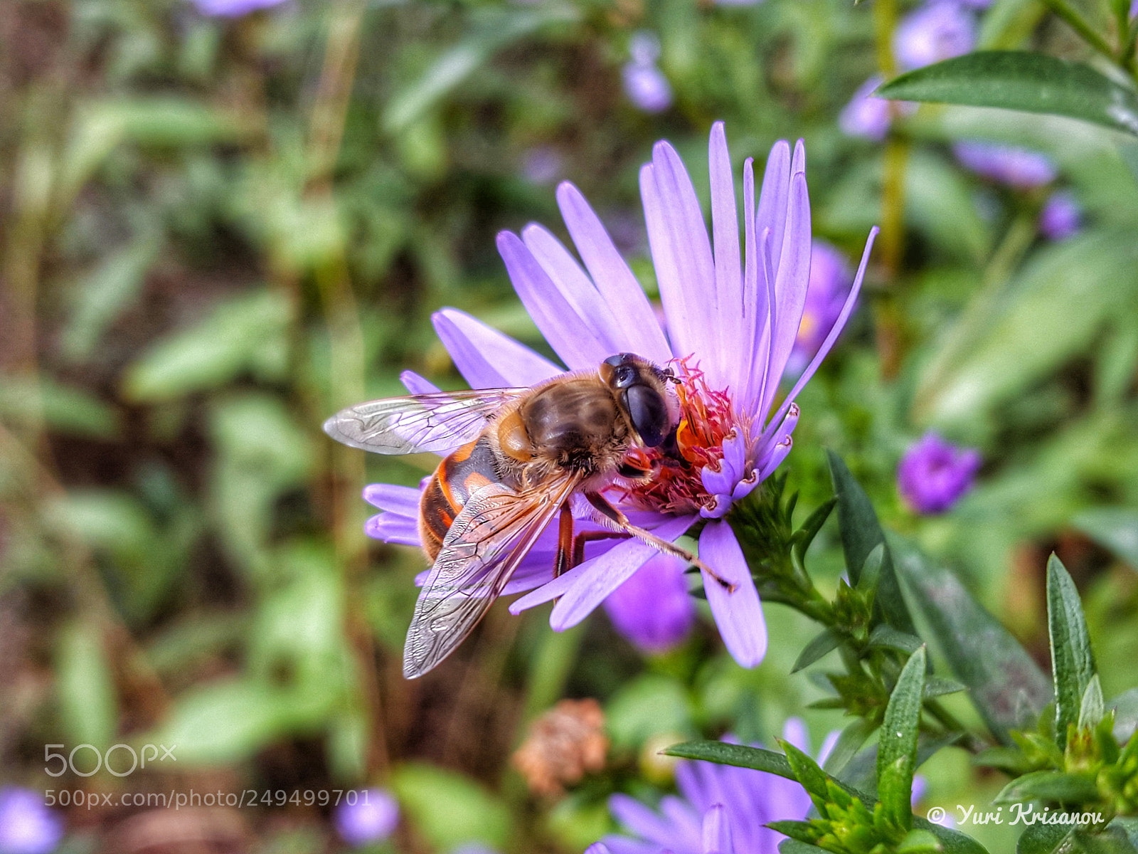 Samsung Galaxy Alpha sample photo. The fly eristalis tenax photography