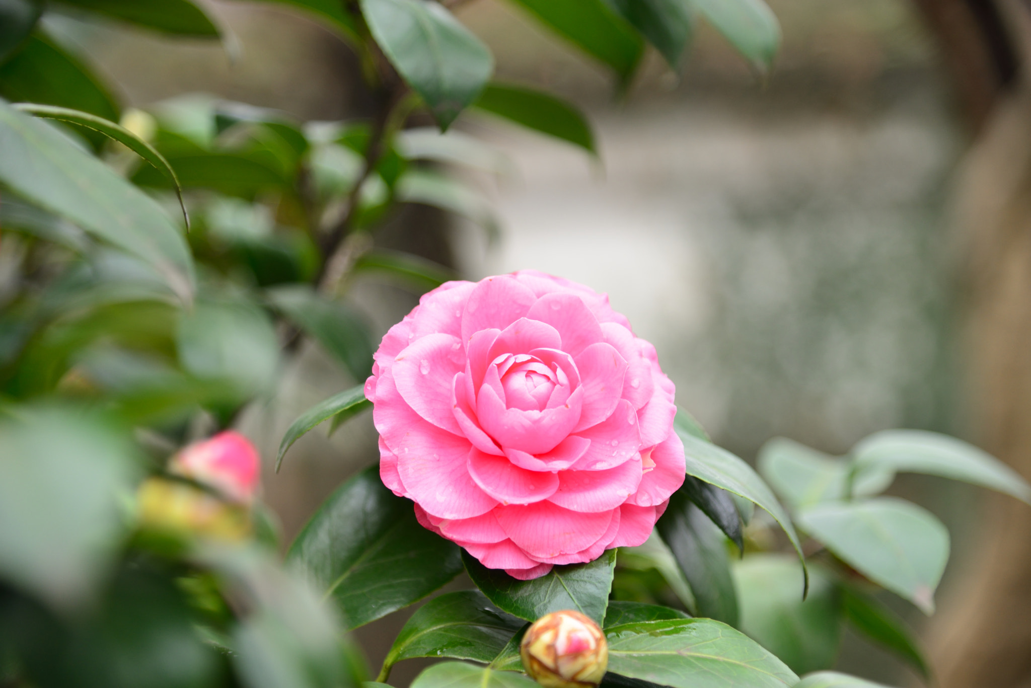 Nikon AF-S Nikkor 24-120mm F4G ED VR sample photo. 茶花 photography