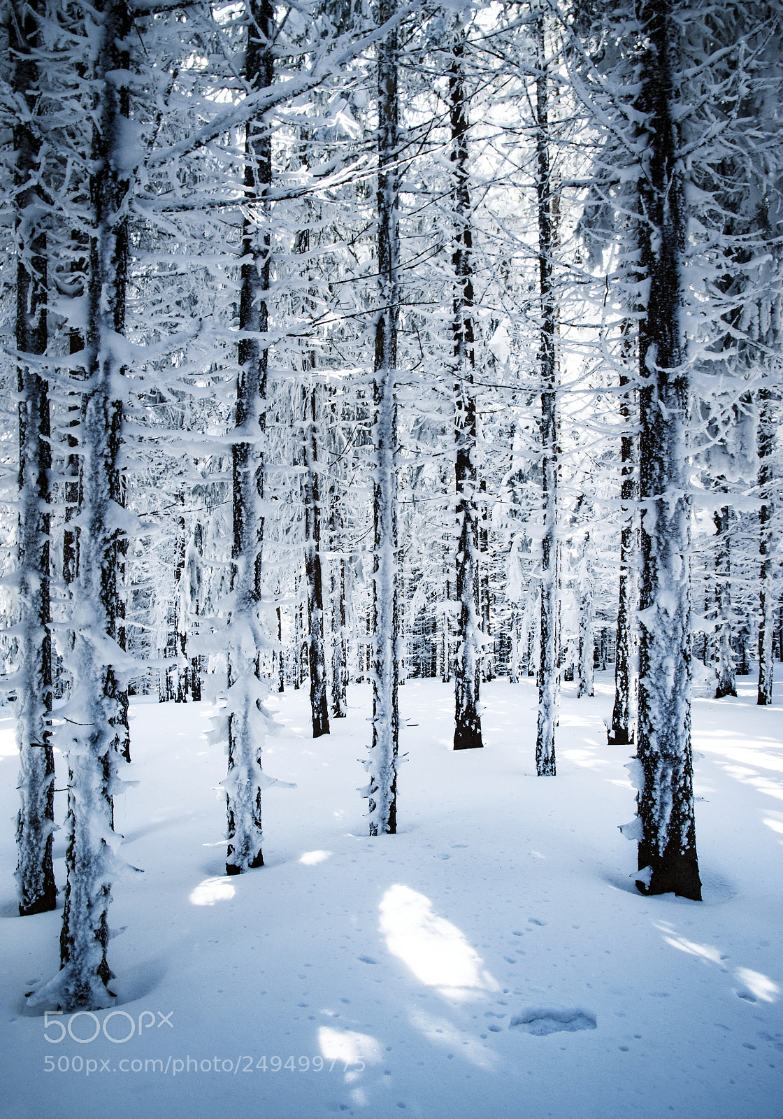 Nikon D5500 sample photo. In a densely snowy photography