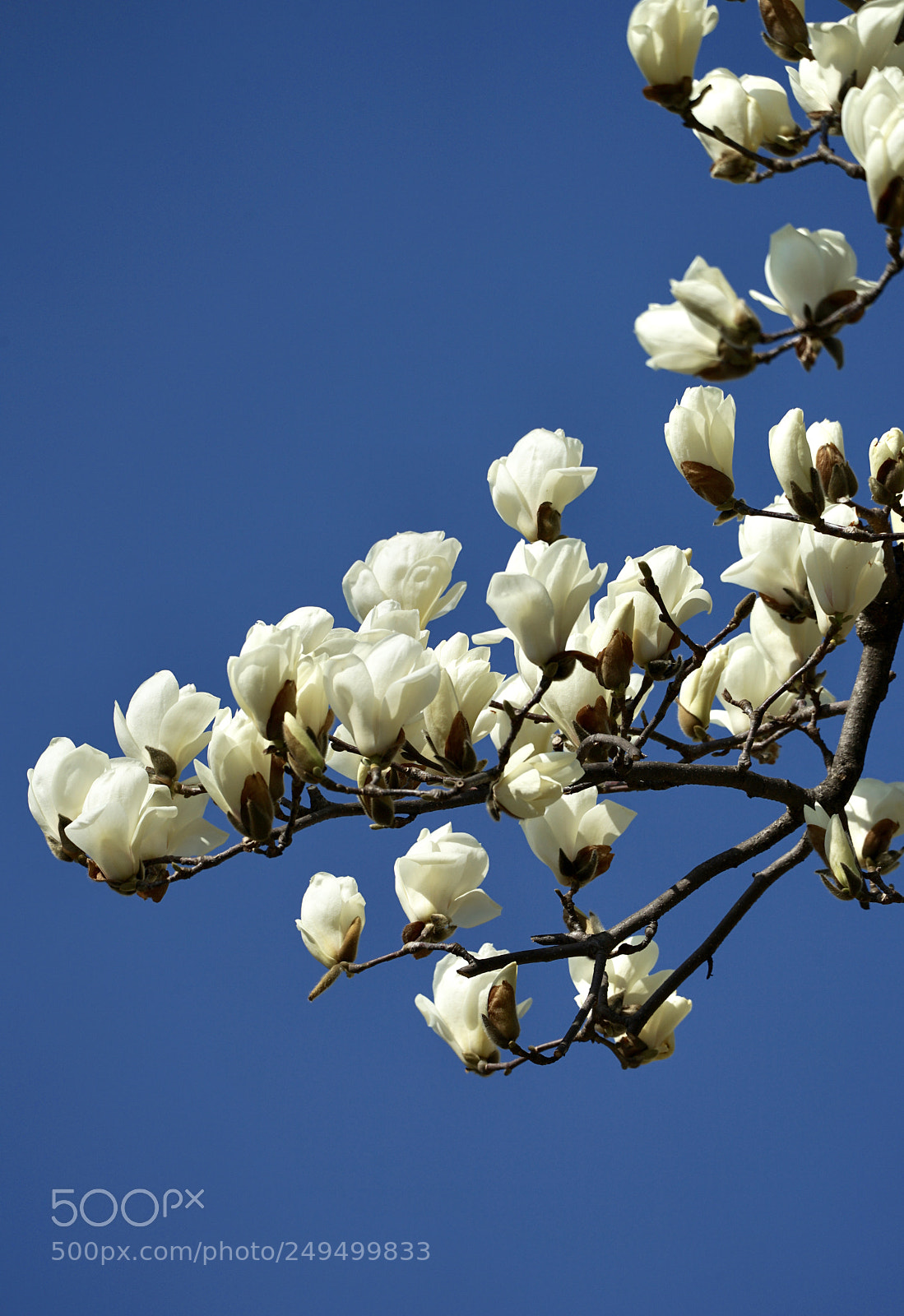Sony a7 II sample photo. Spring has come! magnoria photography