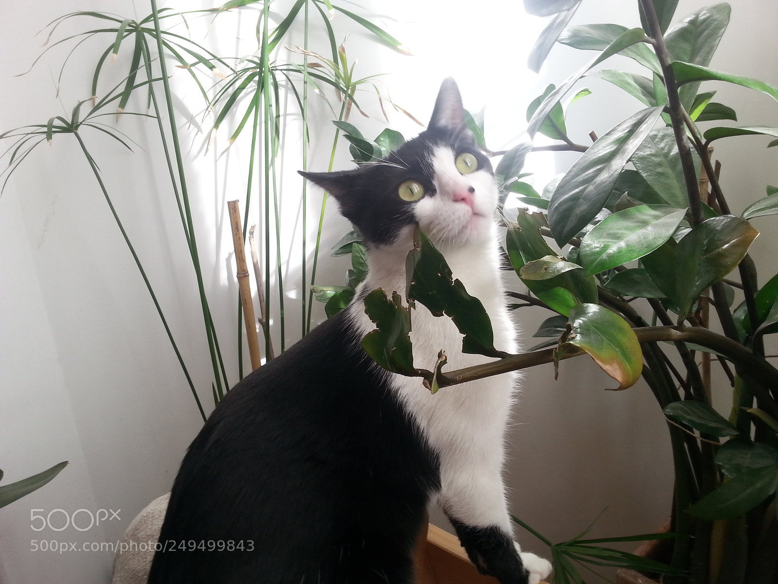 Samsung Galaxy S3 sample photo. Dans mon jardin photography