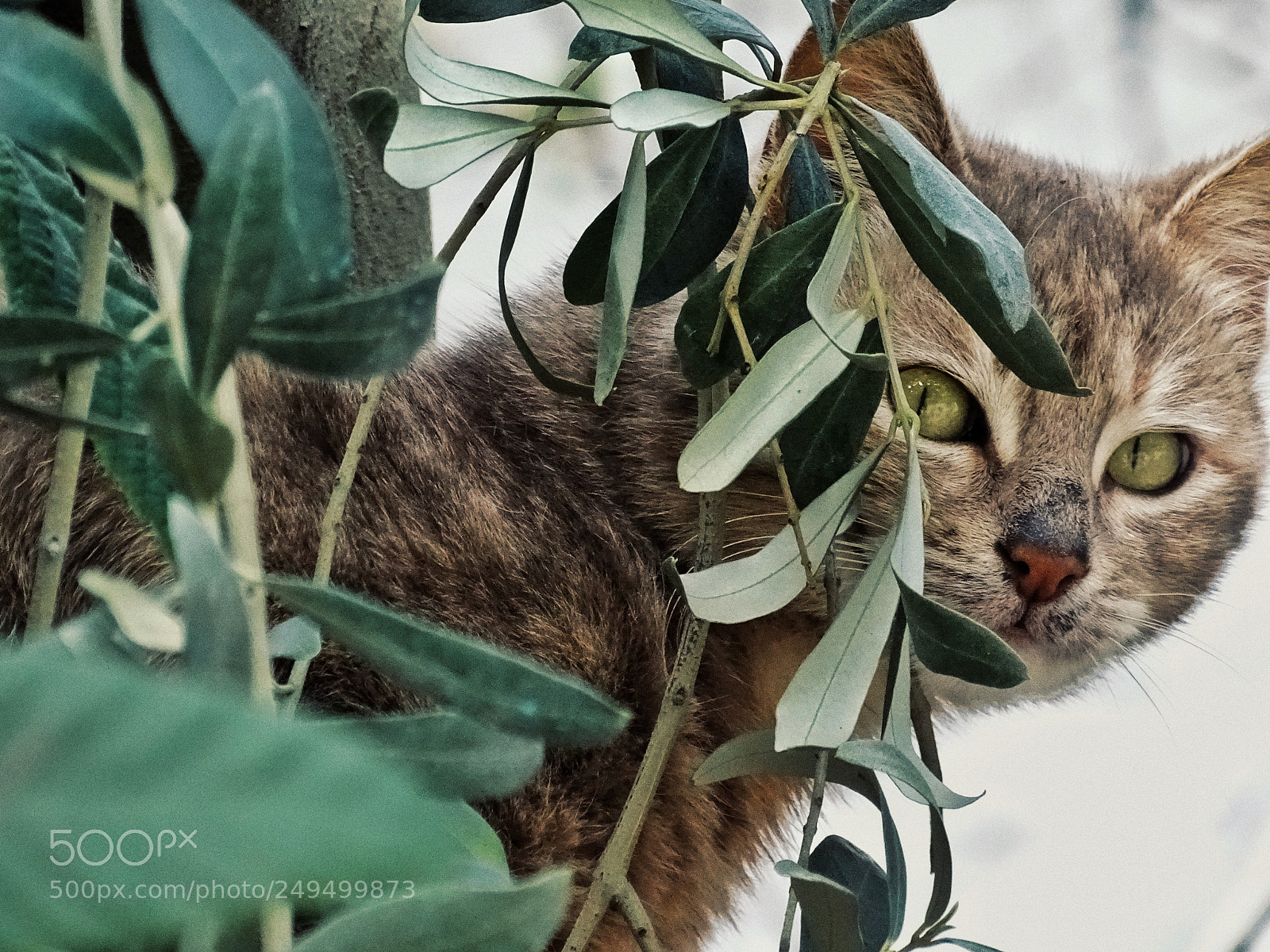 Sony Cyber-shot DSC-HX400V sample photo. Cats photography