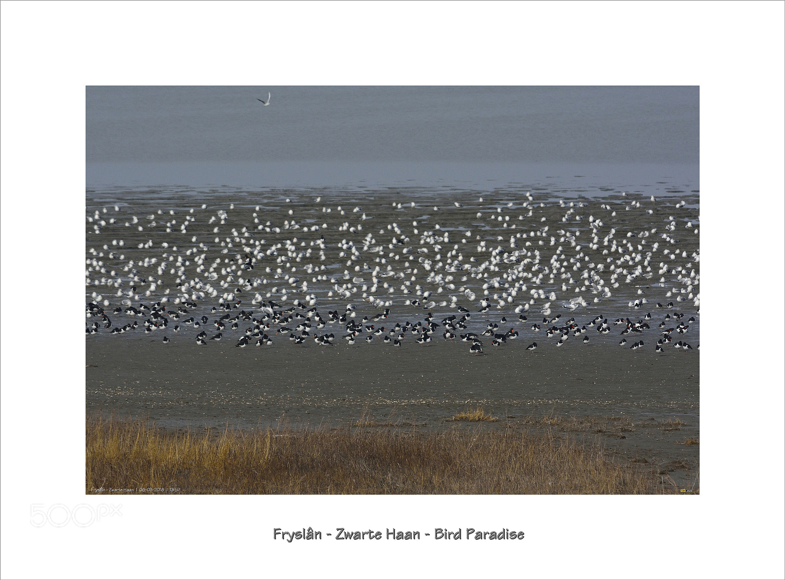 Nikon D7100 sample photo. Birds...birds...birds and....more birds photography
