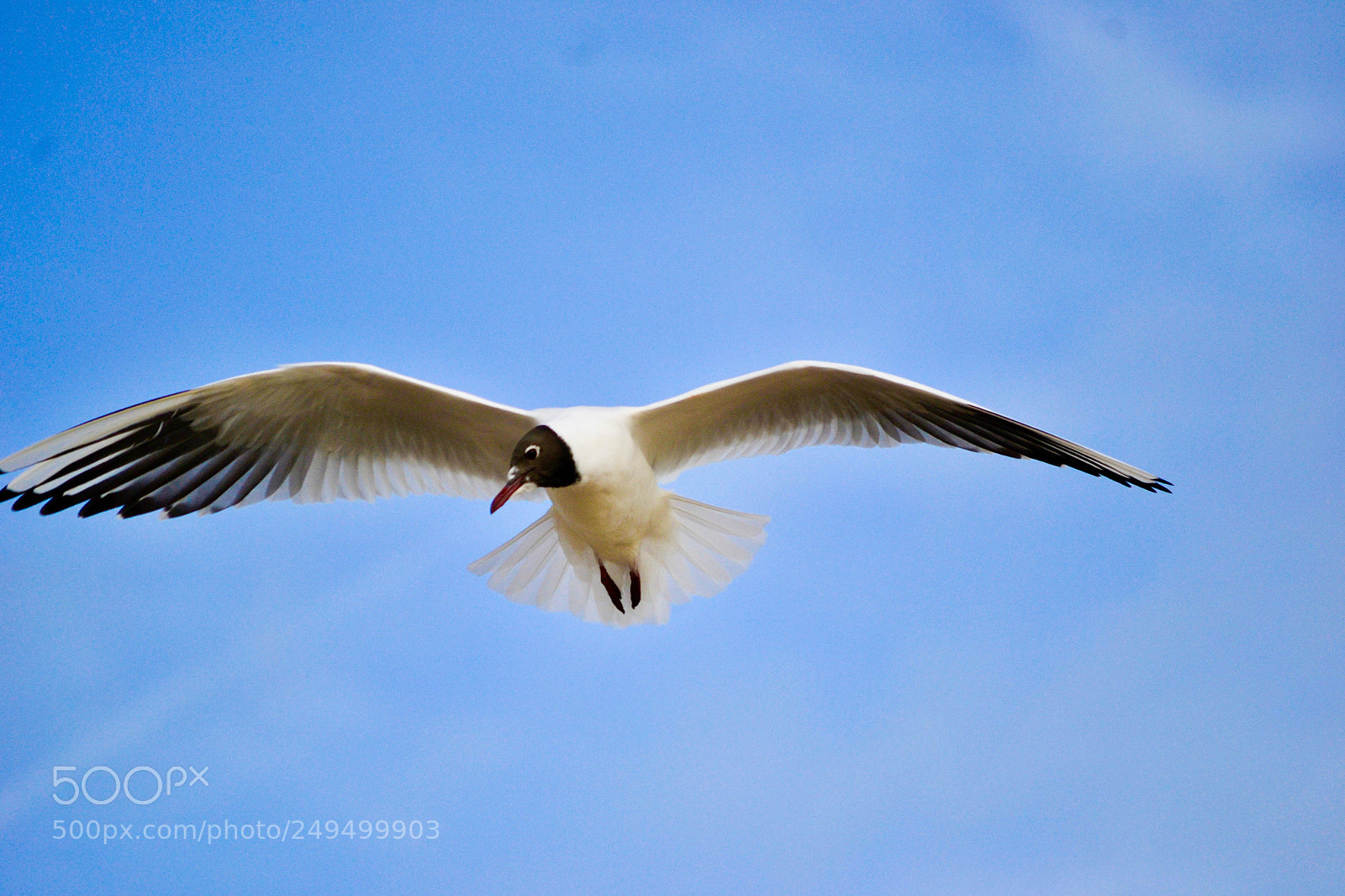 Nikon D3100 sample photo. Birds (of ) photography
