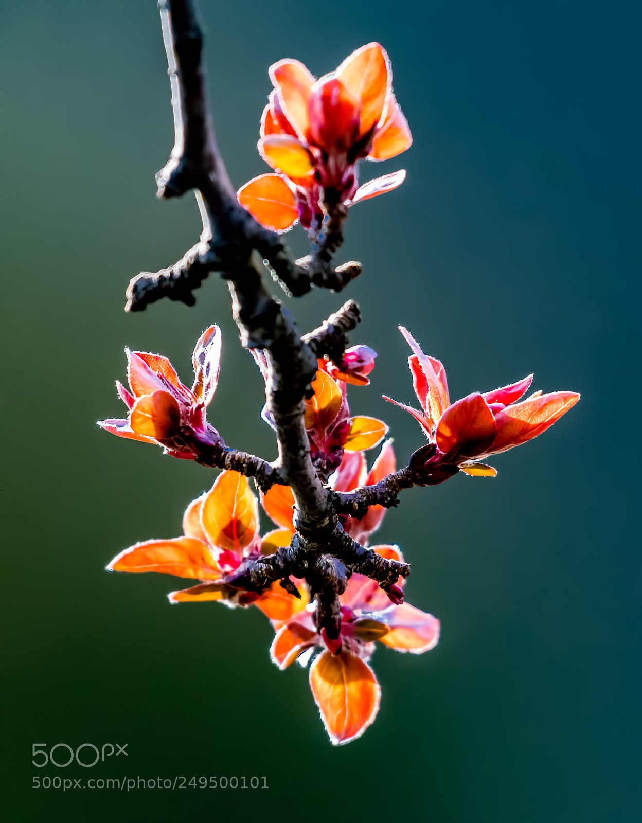 Nikon D500 sample photo. Early spring photography