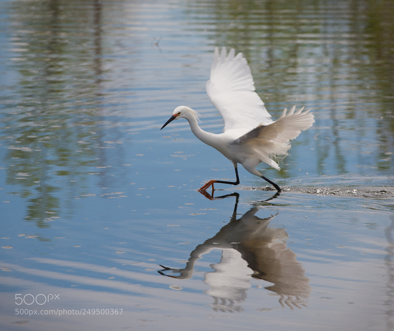 Canon EOS 5D sample photo. Winged reflection photography