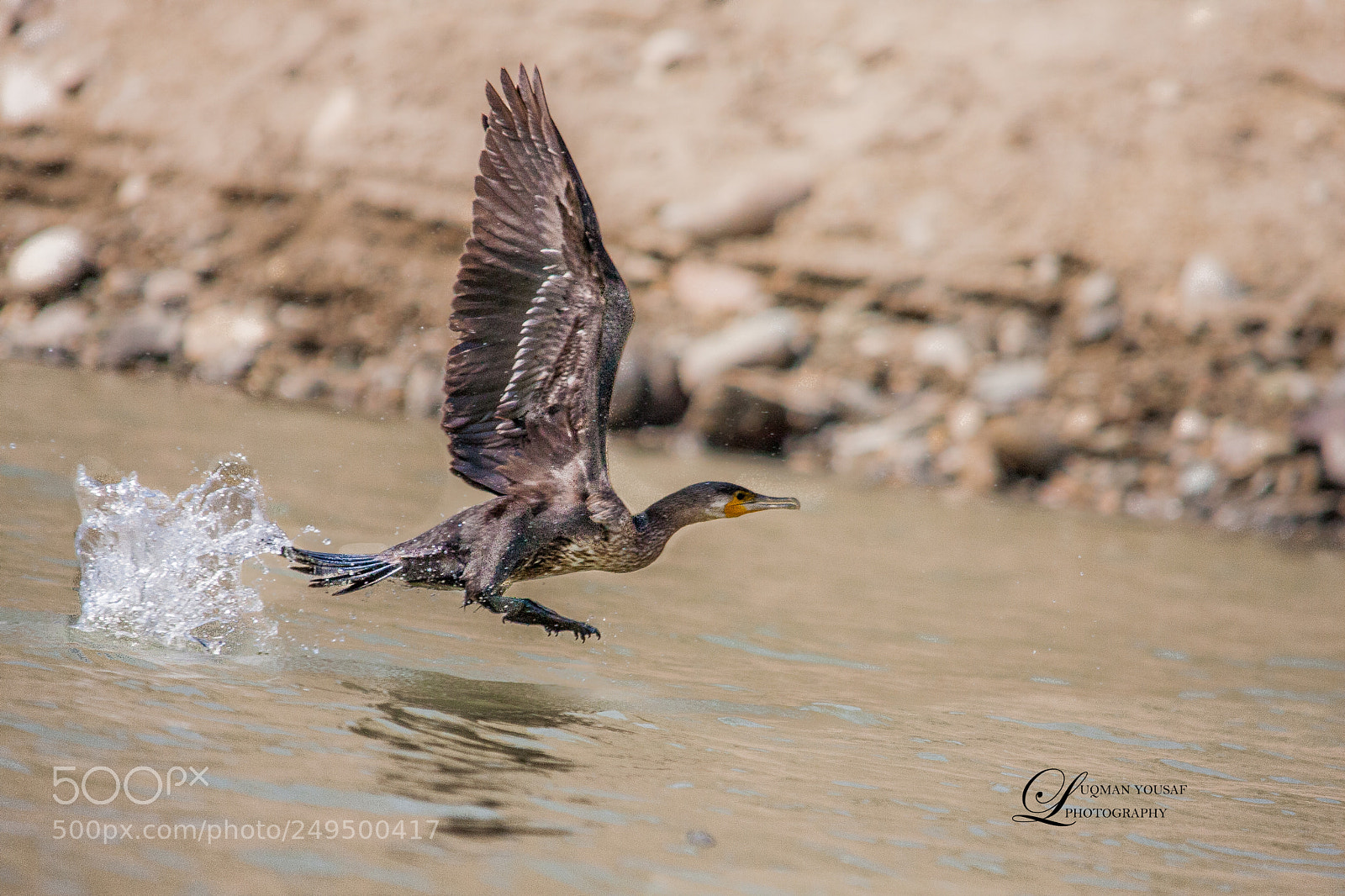 Canon EOS 40D sample photo. Greater cormorant photography