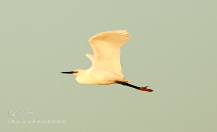 Canon EOS-1D X Mark II sample photo. 03-16-18-0007765.jpg photography