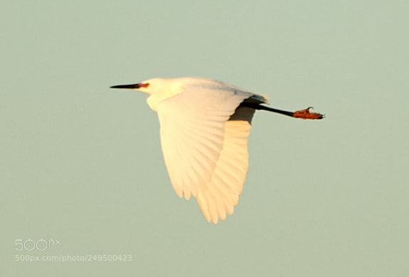 Canon EOS-1D X Mark II sample photo. 03-16-18-0007764.jpg photography