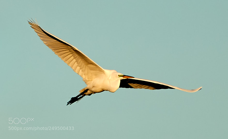 Canon EOS-1D X Mark II sample photo. 03-16-18-0007762.jpg photography