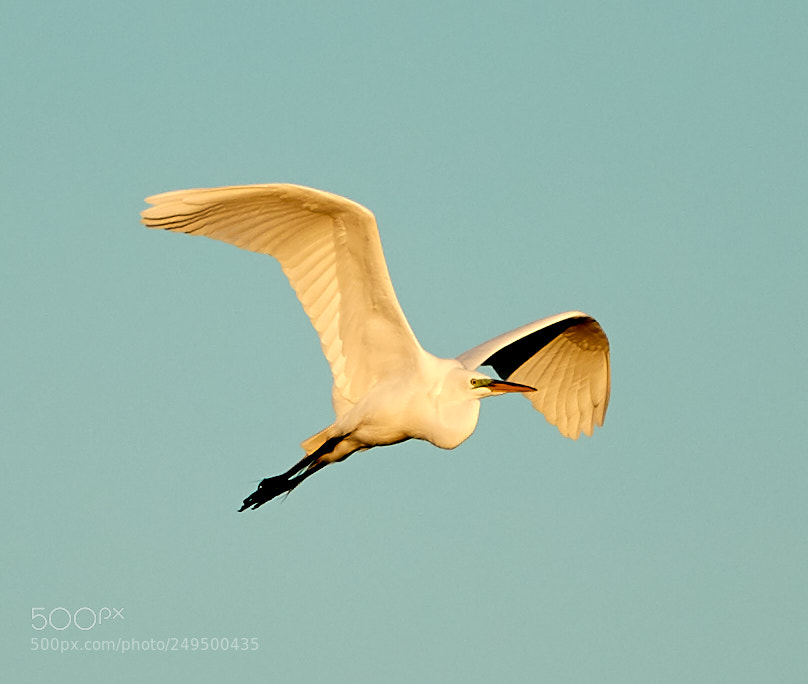 Canon EOS-1D X Mark II sample photo. 03-16-18-0007761.jpg photography