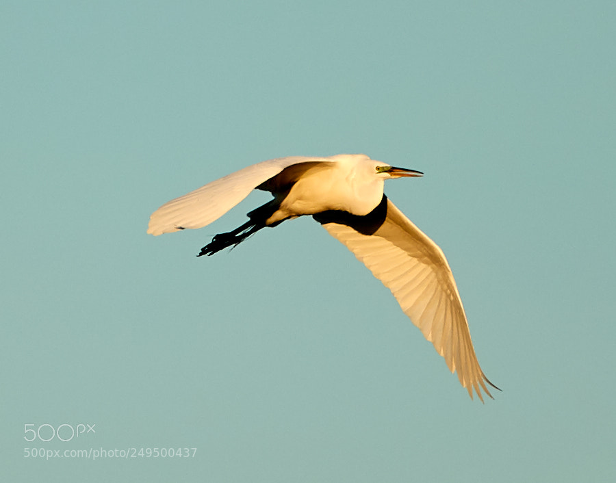 Canon EOS-1D X Mark II sample photo. 03-16-18-0007760.jpg photography