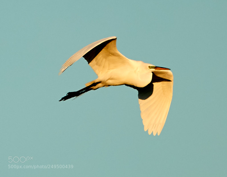 Canon EOS-1D X Mark II sample photo. 03-16-18-0007758.jpg photography