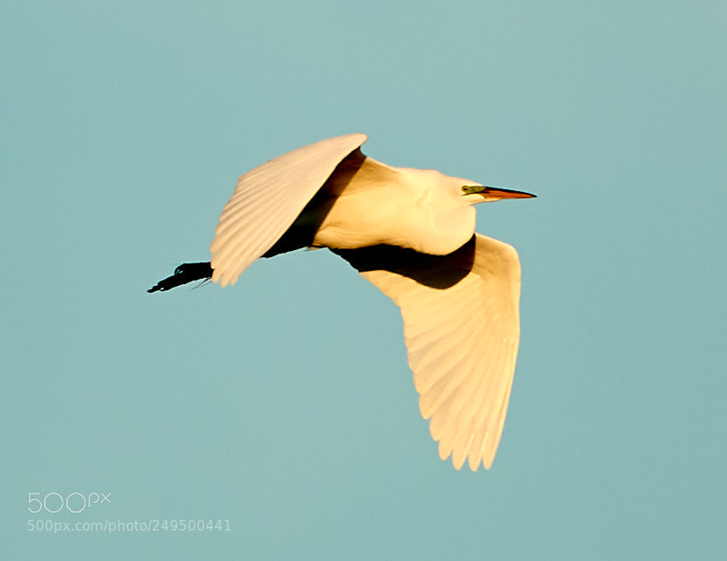 Canon EOS-1D X Mark II sample photo. 03-16-18-0007757.jpg photography