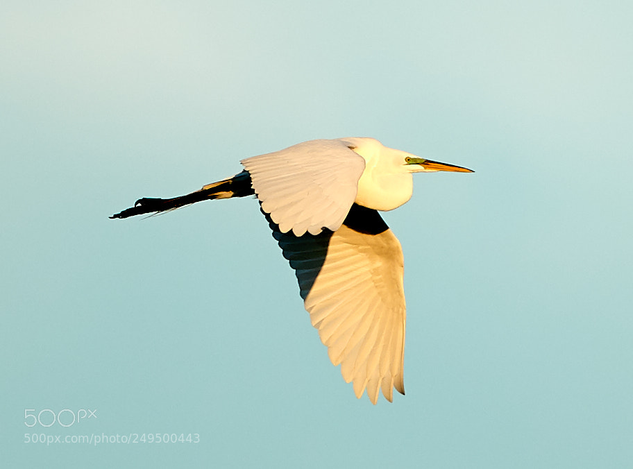 Canon EOS-1D X Mark II sample photo. 03-16-18-0007754.jpg photography