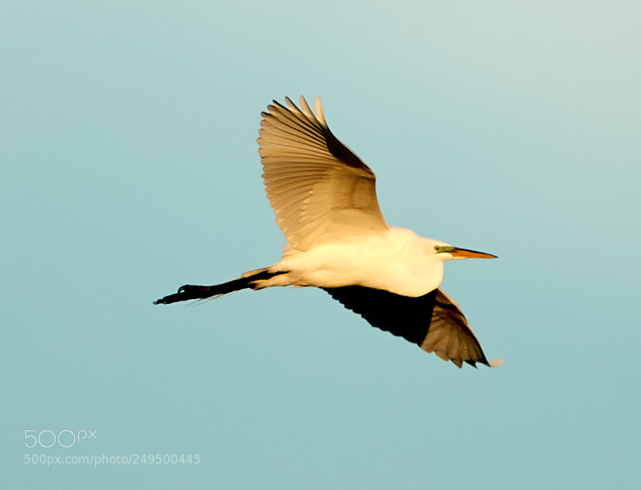 Canon EOS-1D X Mark II sample photo. 03-16-18-0007756.jpg photography