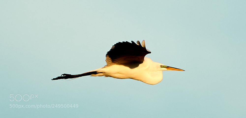 Canon EOS-1D X Mark II sample photo. 03-16-18-0007751.jpg photography