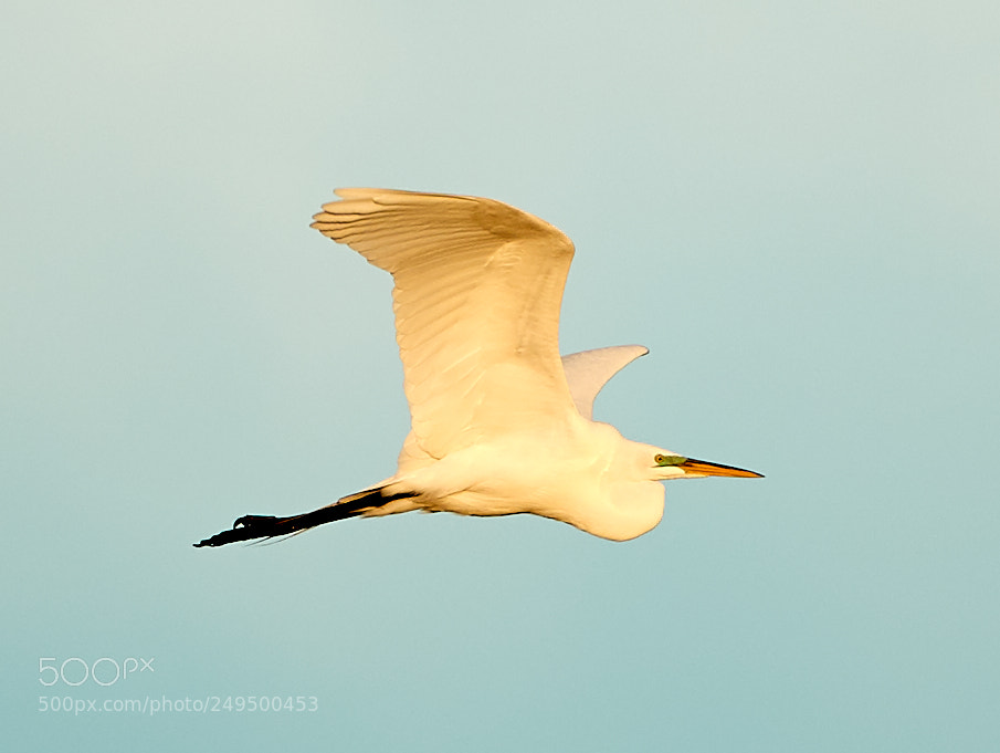 Canon EOS-1D X Mark II sample photo. 03-16-18-0007755.jpg photography
