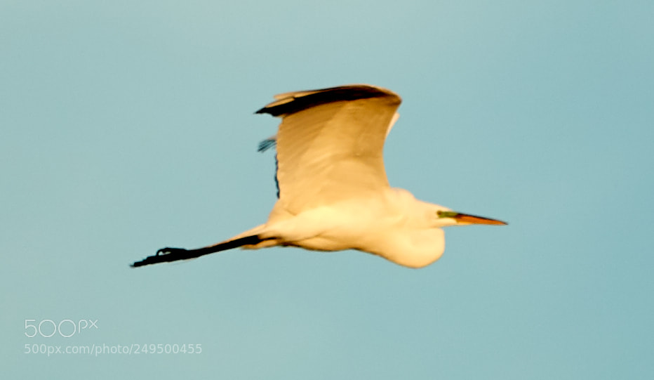 Canon EOS-1D X Mark II sample photo. 03-16-18-0007750.jpg photography
