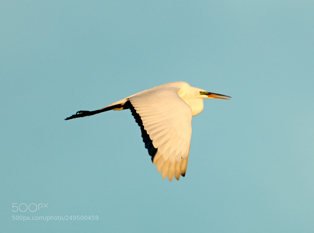 Canon EOS-1D X Mark II sample photo. 03-16-18-0007749.jpg photography