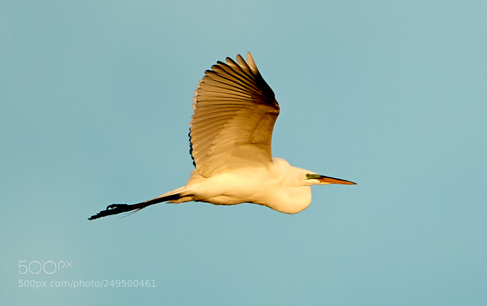 Canon EOS-1D X Mark II sample photo. 03-16-18-0007748.jpg photography