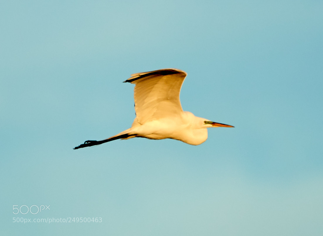 Canon EOS-1D X Mark II sample photo. 03-16-18-0007747.jpg photography