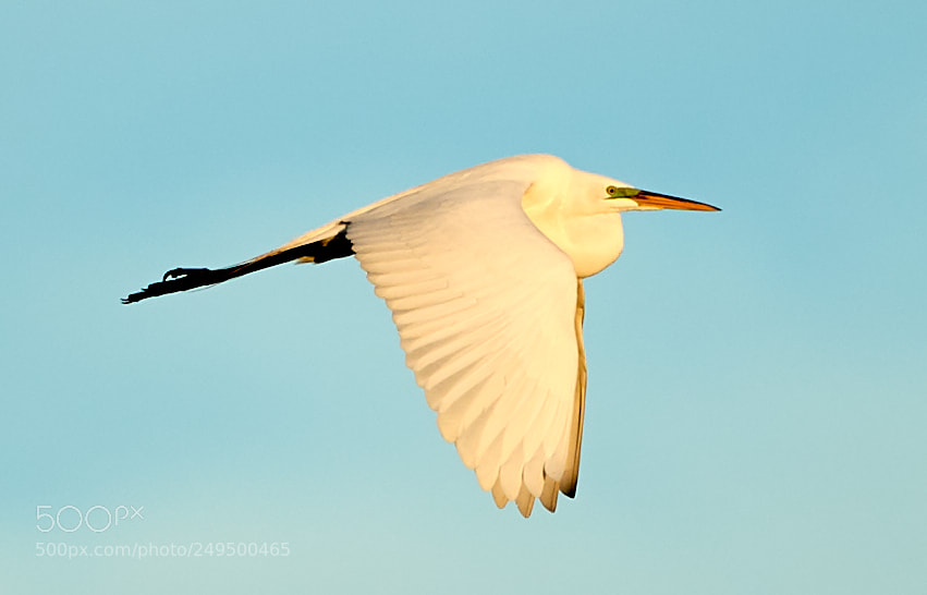 Canon EOS-1D X Mark II sample photo. 03-16-18-0007746.jpg photography